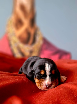 Les chiots de Basset Hound