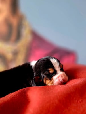 Les chiots de Basset Hound