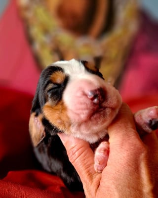 Les chiots de Basset Hound