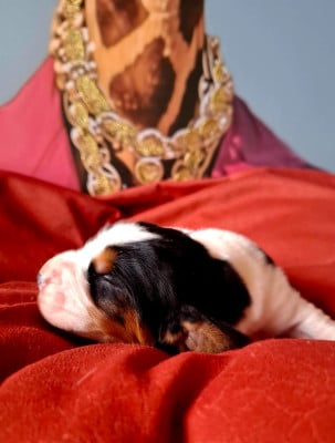 Les chiots de Basset Hound