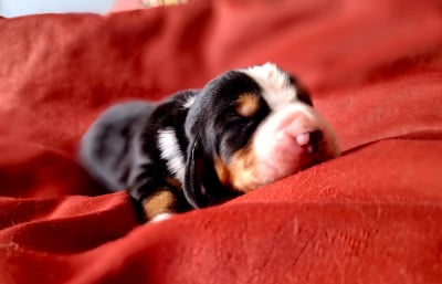 Les chiots de Basset Hound