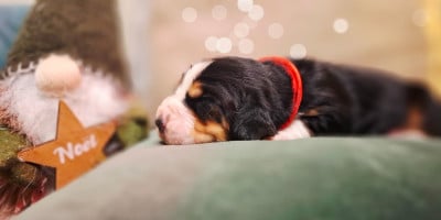 Les chiots de Basset Hound