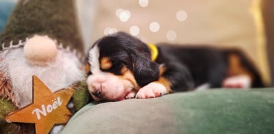 Les chiots de Basset Hound