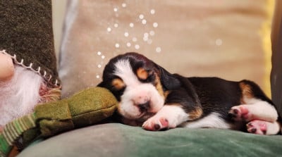 Les chiots de Basset Hound