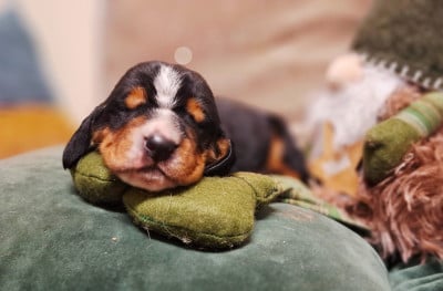 Les chiots de Basset Hound