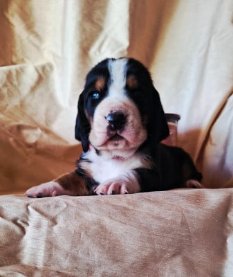 Les chiots de Basset Hound