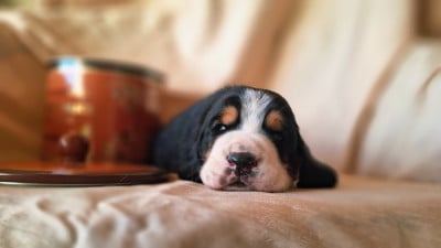 Les chiots de Basset Hound
