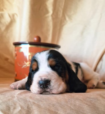 Les chiots de Basset Hound