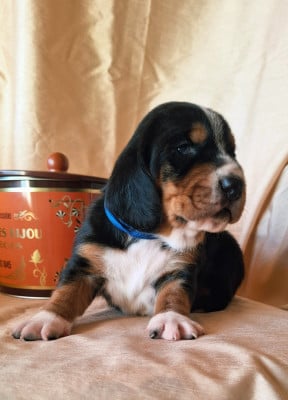 Les chiots de Basset Hound