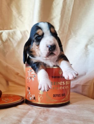 Les chiots de Basset Hound