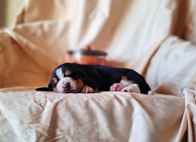 Les chiots de Basset Hound
