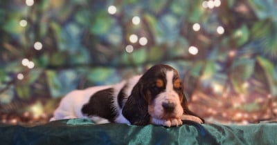 Les chiots de Basset Hound