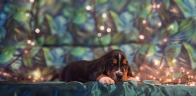 Les chiots de Basset Hound