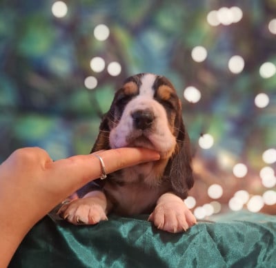 Les chiots de Basset Hound