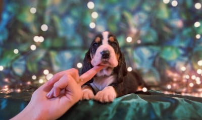 Les chiots de Basset Hound