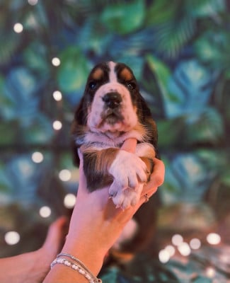 Les chiots de Basset Hound
