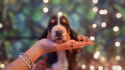 Les chiots de Basset Hound