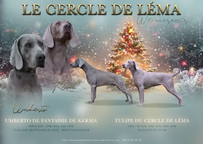 Les chiots de Braque de Weimar