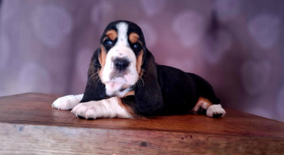 Les chiots de Basset Hound