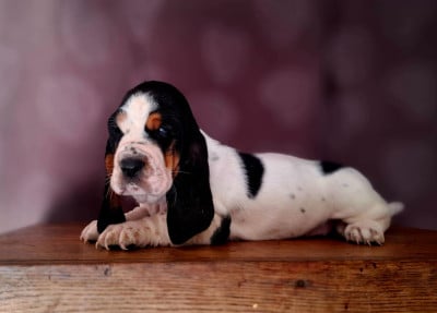 Les chiots de Basset Hound