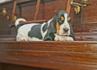 Les chiots de Basset Hound