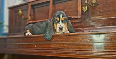 Les chiots de Basset Hound