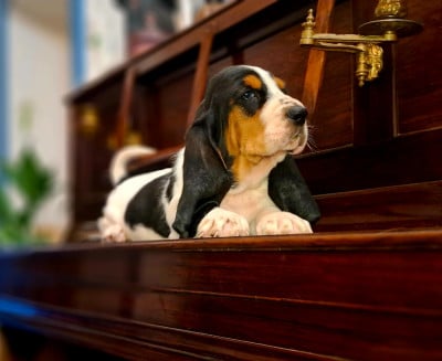 Les chiots de Basset Hound
