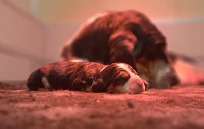 Les chiots de Basset Hound