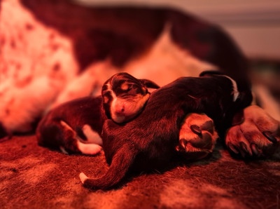 Les chiots de Basset Hound