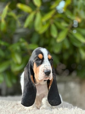 Les chiots de Basset Hound