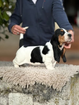 Les chiots de Basset Hound