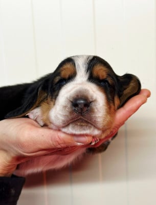 Les chiots de Basset Hound