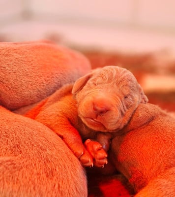 Les chiots de Braque de Weimar