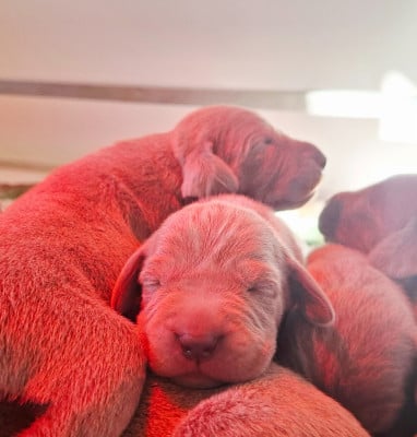 Les chiots de Braque de Weimar