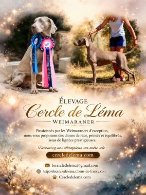 Les chiots de Braque de Weimar