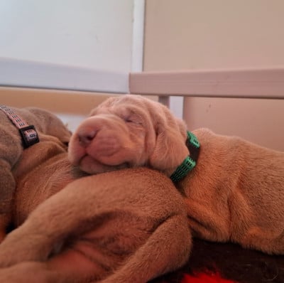 Les chiots de Braque de Weimar