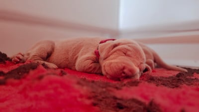 Les chiots de Braque de Weimar