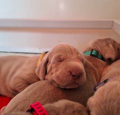 Les chiots de Braque de Weimar