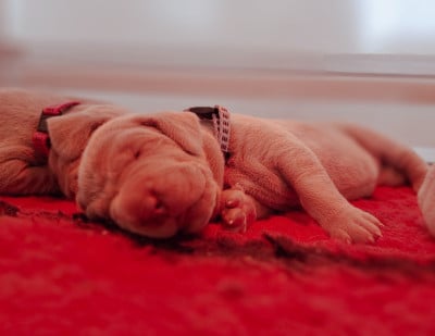 Les chiots de Braque de Weimar