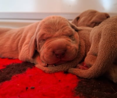 Les chiots de Braque de Weimar