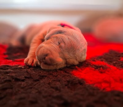 Les chiots de Braque de Weimar