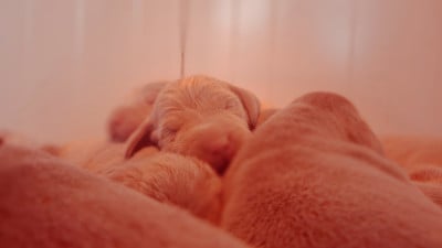 Les chiots de Braque de Weimar