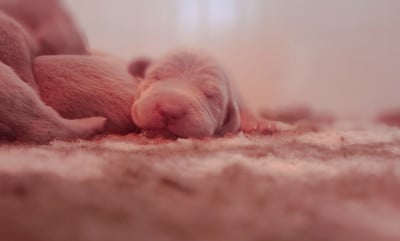 Les chiots de Braque de Weimar