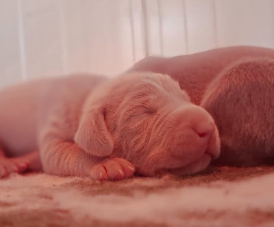 Les chiots de Braque de Weimar