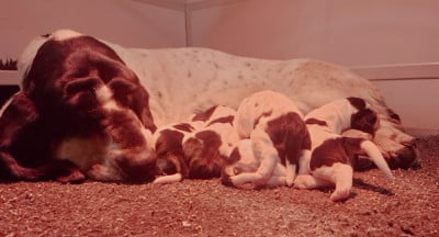 Les chiots de Basset Hound