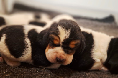 Les chiots de Basset Hound