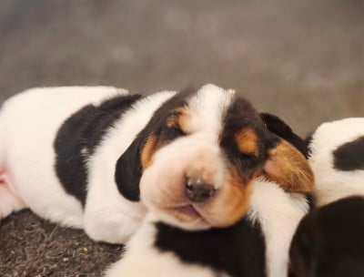 Les chiots de Basset Hound