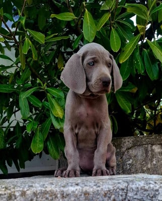 Les chiots de Braque de Weimar
