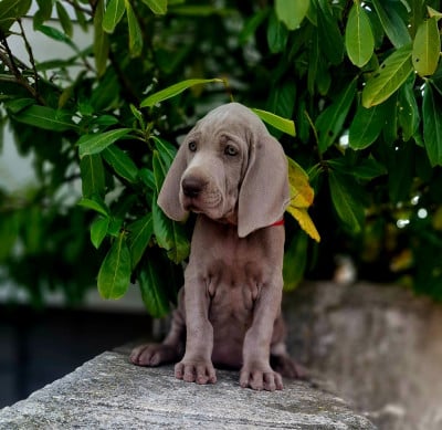 Les chiots de Braque de Weimar
