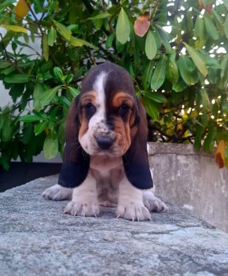Les chiots de Basset Hound